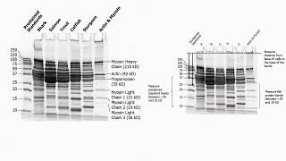 Agarose and Polyacrylamide Gel Description [upl. by Fairley]