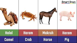 Halal and Haram animal meat in Islam [upl. by Rufford]