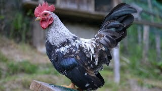 From Serama Chicks to Rooster and Hen  Timelapse Chicken Growth [upl. by Douglas]