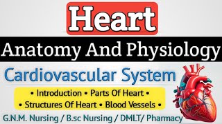 Heart anatomy and physiology  Cardiovascular system anatomy and physiology lecture [upl. by Airla]