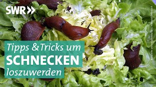 Was tun gegen Schnecken im Garten I Marktcheck SWR [upl. by Loretta]