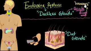 Endocrine system major hormones amp functions  Control amp Coordination  Biology  Khan Academy [upl. by Arbmat393]