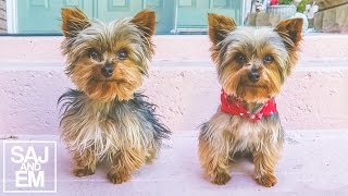 AMAZING TEACUP YORKIE TRANSFORMATION [upl. by Terrijo633]