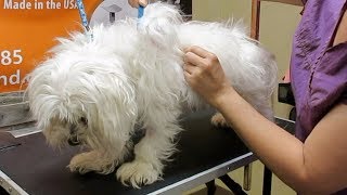 How to Groom A Matted Maltese [upl. by Cassi]