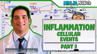 Immunology  Inflammation Cellular Events Part 2 [upl. by Lednyk]