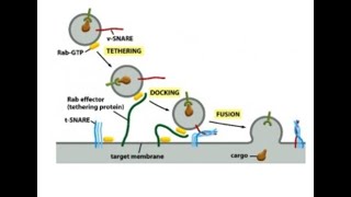 Vesicle Transport [upl. by Vokaay]