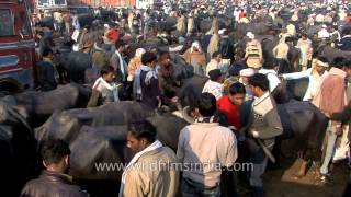 Muzaffarnagar cattle market  Uttar Pradesh [upl. by Ainnet]