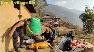 Pig cutting and cleaning in nepali village  pig cutting cooking and eating [upl. by Acinonrev]