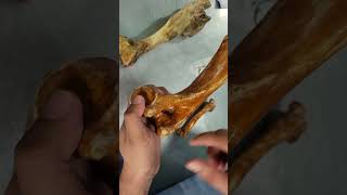 Comparative Study Between Humerus of HorseOxGoat amp Dog [upl. by Melac]