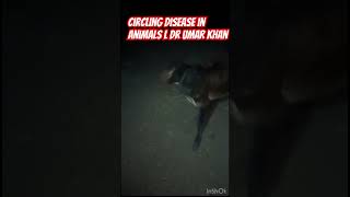 Circling disease in animal l dr Umar khan [upl. by O'Gowan652]