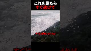 魚が飛び跳ねている訳とは・・・ [upl. by Angid]