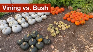 Vining vs Bush Squash [upl. by Lleinad]