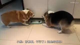 Corgies fighting in Chinese [upl. by Jimmie987]