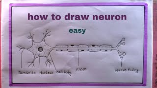 how to draw structure of neuronneuron diagram [upl. by Casilda]