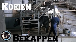 Koeien bekappen in elektrische klauwverzorgingsbox  Op de terp [upl. by Adnorahs414]