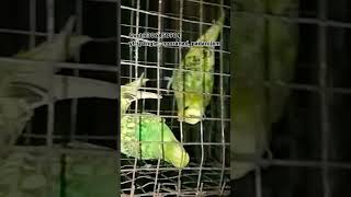 love birds yotubeshorts sf yf spangle budgies [upl. by Rosanna342]