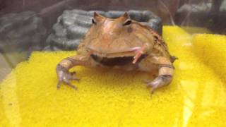 霸王角蛙食蛙2 Surinam Horned Frog Eats Live Frog [upl. by Assiled642]