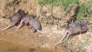 The Nine Banded Armadillo [upl. by Irt]