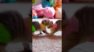 quotTwo Kittens Rocking Diapers – Cutest Thing You’ll See Today 😻🍼quot [upl. by Claribel984]