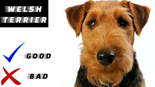 Welsh terrier pros and cons  The Good And The Bad [upl. by Aurita]