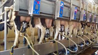 Milking Process In A Parallel Parlor  Level Acres Dairy [upl. by Bridgid249]