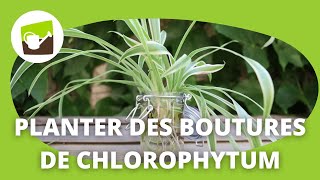 Chlorophytum  5 étapes pour planter une bouture de cette plante araignée dépolluante [upl. by Nada]