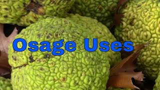 Osage Orange Health Benefits in Description Uses Tree Wood Fruit Maclura Pomifera Hedge Horse Apple [upl. by Crotty]