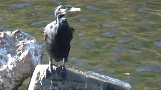 Cormorant On A Rock Takes A Shit Cormorant Poops [upl. by Notsirt]