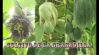 CULTIVO DE LA GRANADILLA [upl. by Pippa265]