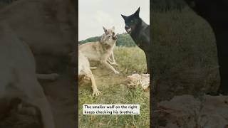 Violent wolves fight over dinner Who wins [upl. by Leba]