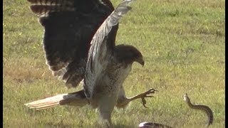 RedTailed Hawk vs Snake [upl. by Vaclava]