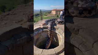 See a rare twoheaded python up close and personal youtubeshorts [upl. by Bee]