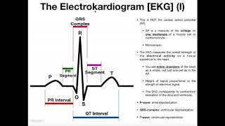 Basics Parts to an Electrokardiogram EKG [upl. by Massiw]