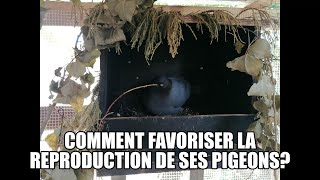 Comment favoriser la reproduction de ses pigeons [upl. by Mian]