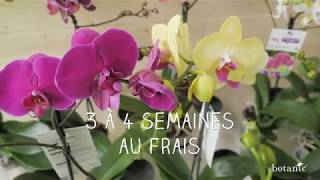 Secrets de producteur pour des orchidées qui refleurissent [upl. by Anawd489]