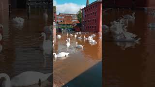 Swans On The River Severn Worcester Worcestershire UK 19th October 2024 4kvideo 4k [upl. by Inaja]