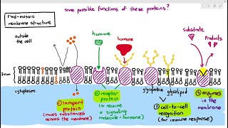 44 Membrane Proteins Receptors Glycoproteins Glycolipids Cambridge AS amp A Level Biology 9700 [upl. by Tam]