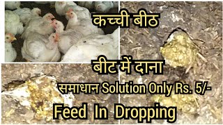 मुर्गियों में कच्ची बीट  बीठ में दाना समाधान सिर्फ Rs 5 में  Feed in Poultry Dropping Bith [upl. by Allen249]