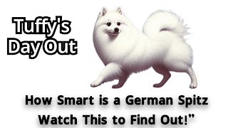 How Smart is a German Spitz TuffysDayOut tuffysdayout adorablebobaball tuffy [upl. by Dreher]