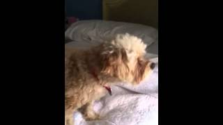 Maltipoo puppy dog barking [upl. by Czarra]