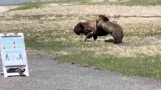 Bear And Bison Fight At Yellowstone National Park [upl. by Gan858]