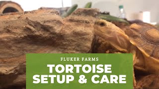 Tortoise Setup and Care Tutorial [upl. by Teague]