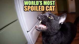 Talking Kitty Cat 64  Worlds Most Spoiled Cat [upl. by Eugirne]