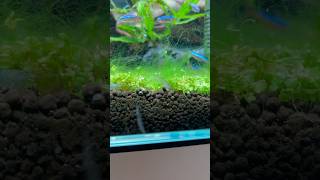 Our new algae eating crew aquascape plantedtank aquarium youtubeshorts [upl. by Kermy991]