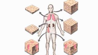 Epithelial Tissues [upl. by Beora]