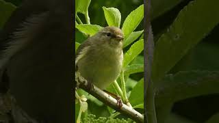 Common chiffchaff song bird song [upl. by Ekul95]