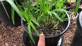 Growing UMBRELLA PAPYRUS collected  Cyperus Alternifolius  Umbrella Palm [upl. by Hnacogn]