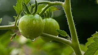 Germinar tomates de semillas Tutorial huerto urbano 🍅🍅 [upl. by Boardman638]