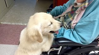 13 Week Old English Golden Therapy Training [upl. by Eelik]