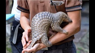 Pangolin  the most trafficked mammal in the world [upl. by Ayoras350]